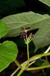 Maroon Carolina milkvine